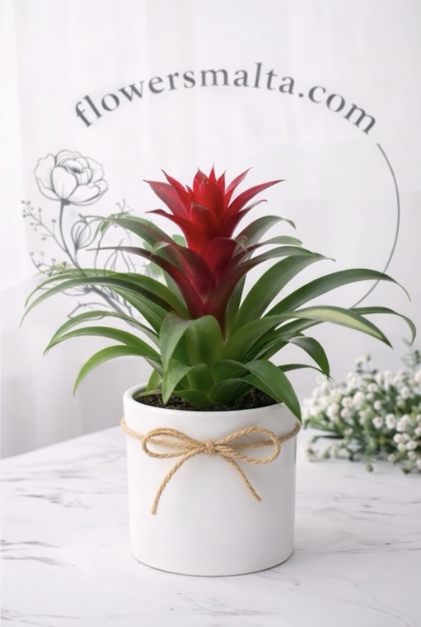 Florist's Choice