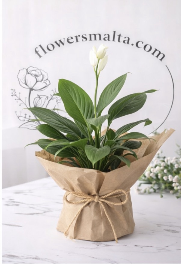Florist