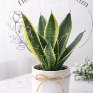 Snake Plant