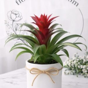 Guzmania