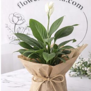 Peace Lilly