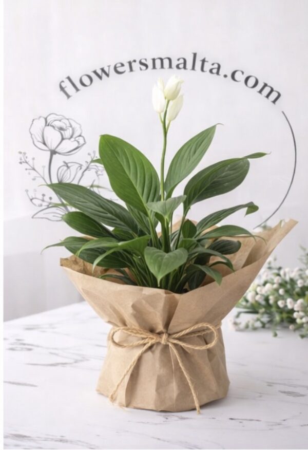 Peace Lilly