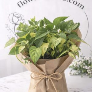 Pothos